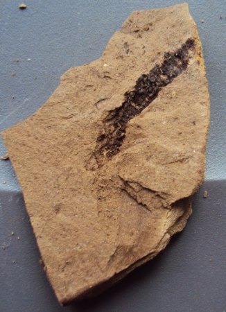 Blattfossilien Seussen part2 022.JPG