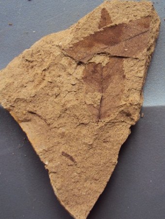 Blattfossilien Seussen part2 021.JPG