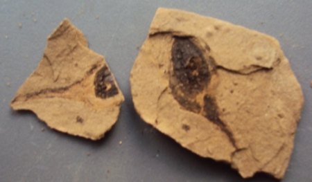 Blattfossilien Seussen part2 028.JPG