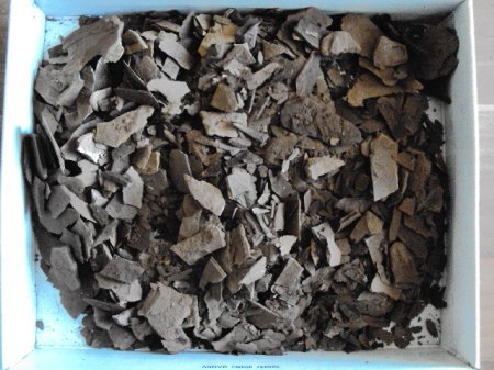 Fossilienpräparation 003.JPG