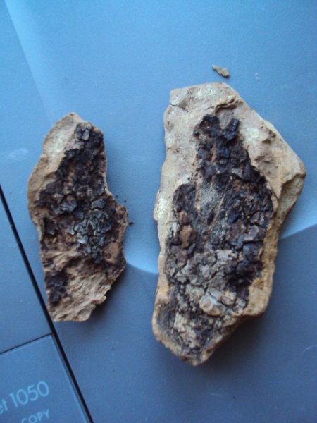 Fossilienpräparation 007.JPG