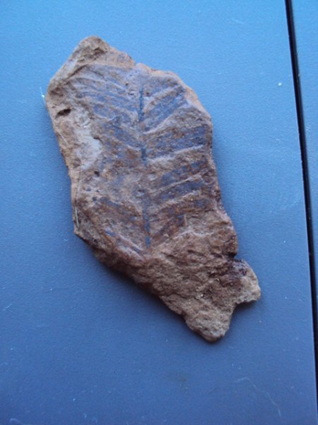 Fossilienpräparation 006.JPG