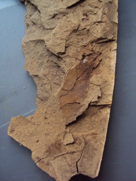 Blattfossilien Seussen part2 017.JPG