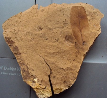 Blattfossilien Seussen part2 015.JPG