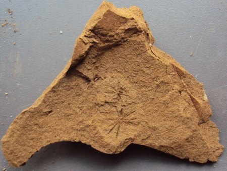 Blattfossilien Seussen part2 029.JPG