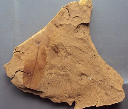 Blattfossilien Seussen part2 025.JPG