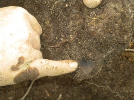 25.04.2015 Seussen Ausgrabungen 017(1).JPG