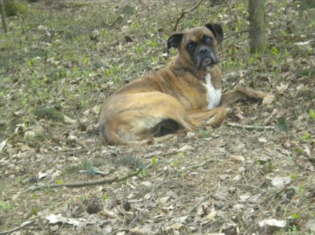 25.04.2015 Seussen Ausgrabungen wacher Hund014.JPG