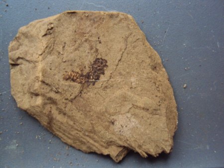 Fotos Fossis Mineralien 024.JPG
