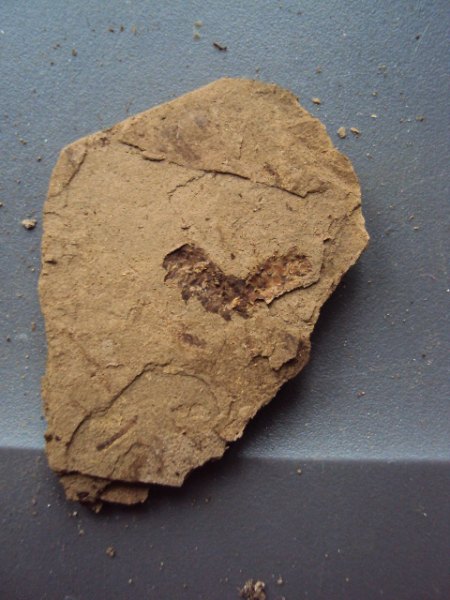 Fotos Fossis Mineralien 025.JPG