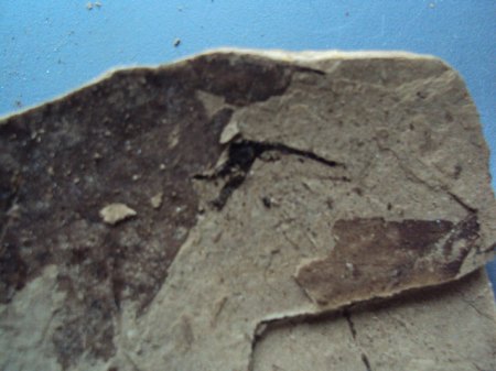 Fotos Fossis Mineralien 033.JPG