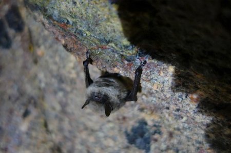 fledermaus.jpg