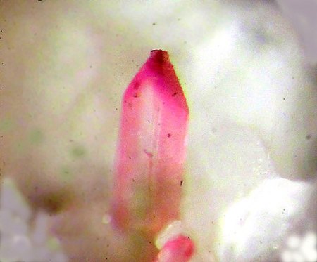 _Piemontit x_BB 2 mm_Pizzo Alcacea_Val Maggio_Schweiz_Peter.JPG