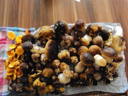 Pilzssaison 092015 009.JPG