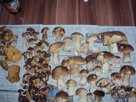 Verschiedene Bilder 014.JPG