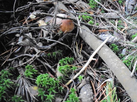 Pilzssaison 092015 002.JPG
