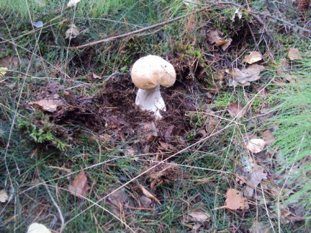 Pilzssaison 092015 001.JPG