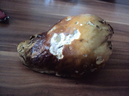 Pilzssaison 092015 010.JPG