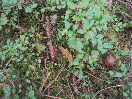 Pilzssaison 092015 004.JPG