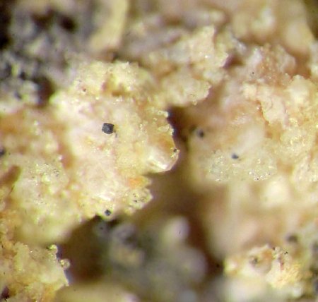 _Wadalit xx_Magnetit xx_BB 4 mm_Bellerberg_Ettringen_Eifel_Peter_1.jpg