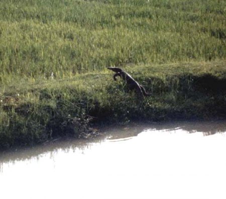 Sri Lanka 1985_Bindenwaran_Peter.jpg