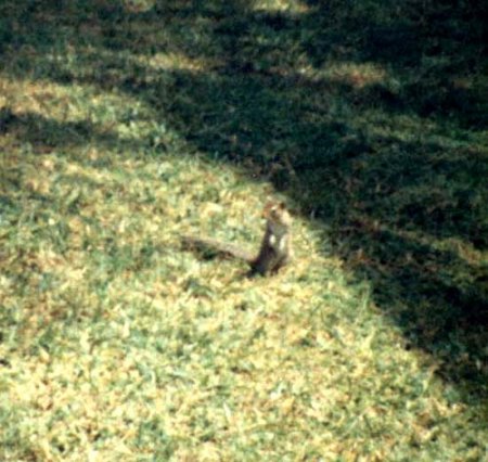 Sri Lanka 1985_Pennant-Palmenhörnchen_2_Peter.jpg