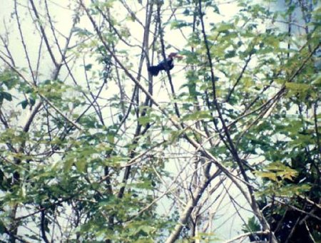 Sri Lanka 1985_Eisvogel_Peter.jpg