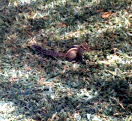 Sri Lanka 1985_Pennant-Palmenhörnchen_1_Peter.jpg