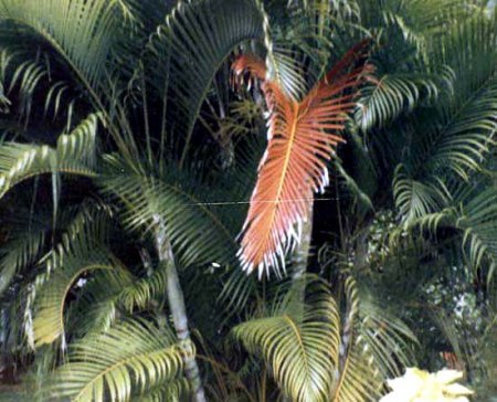 Sri Lanka 1985_Palmen_Peter.jpg