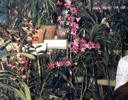 Sri Lanka 1985_Orchideen Gewächshaus_Peter.jpg