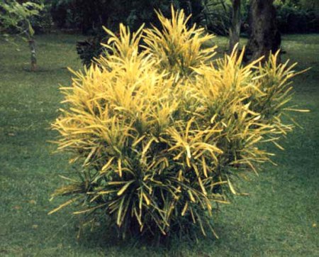 Sri Lanka 1985_Sträucher_2_Peter.jpg