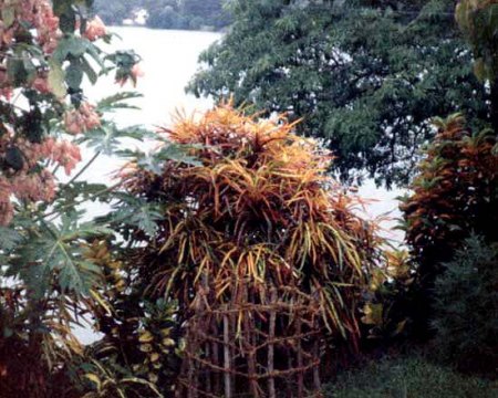 Sri Lanka 1985_Sträucher_1_Peter.jpg