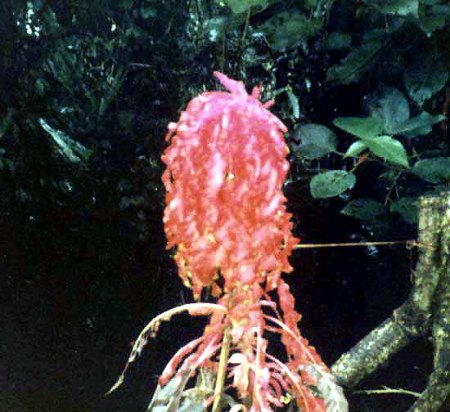 Sri Lanka 1985_Orchidee_Peter.jpg