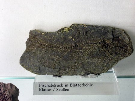 Fischabdruck,Seußen.JPG