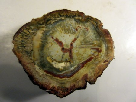 Fossile Konifere Madagaskar.jpg