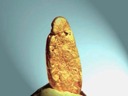 Goldnugget_Dschnungel v. Papua Neuguinea von Dianda_Peter.jpg