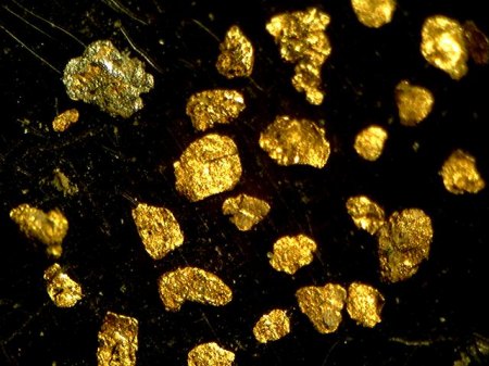 Goldflitter_Waschgold aus der Pfanne_40fach_Exkursions-Duo Lutz u. Peter_Germersheim am Rhein_Pfalz_0609_Peter.jpg