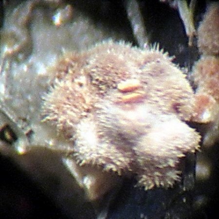 Alumohydrocalcit Graulai,Eifel..jpg