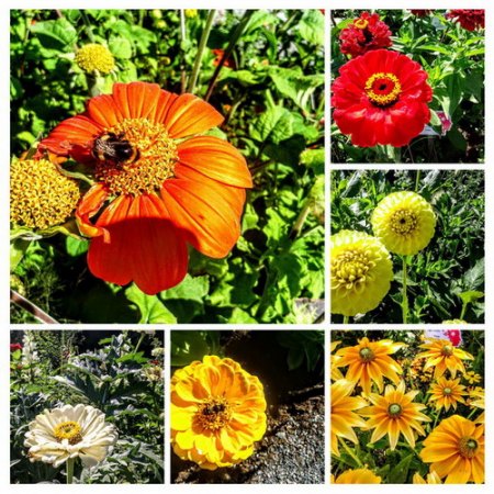 DSC_0005-COLLAGE.jpg