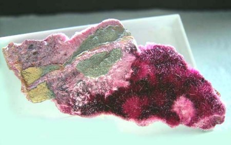 Erythrin_Queensland_Australien_Peter.jpg