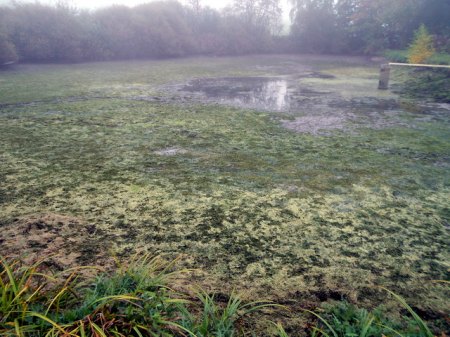 Acherwiese (6).JPG