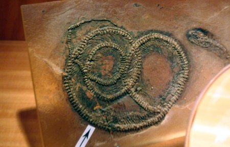 Schlange Palaeopython fischeri Grube Messel...JPG