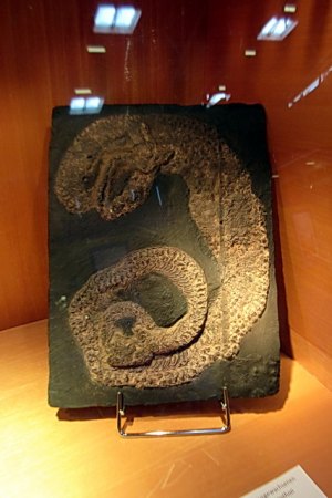 Kleines Krokodil im Magen einer Palaeopython Grube Messel.JPG