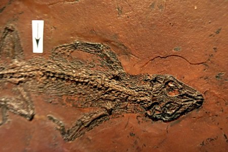 Eidechse Necrosaurus feisti Grube Messel.JPG