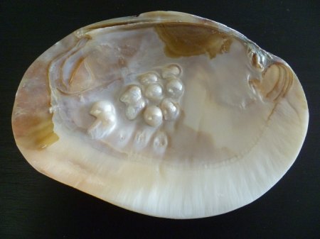 Perlmuschelschale Süßwasser.JPG