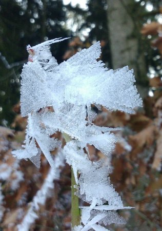 DSC_0013.jpg