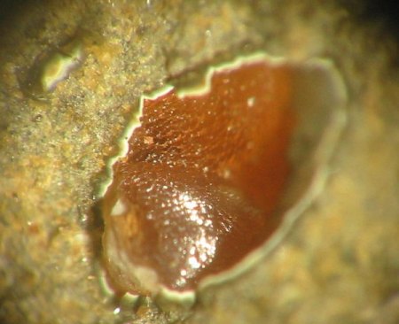 Rhodochrosit (Rheinbreitbach).jpg