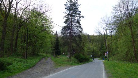 zalesi2.jpg