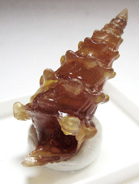 _Moganit+Chalcedon pseud. n. fossil. Schnecke Turitella_3,5 cm Länge_Dakhla_W- Sahara_Marokko_1a.jpg