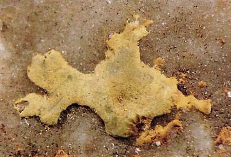 Eigenfund_Hinsdalit_Corkit_Vockenhausen_Peter.jpg